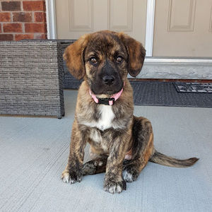 Meet your Posher, Owen